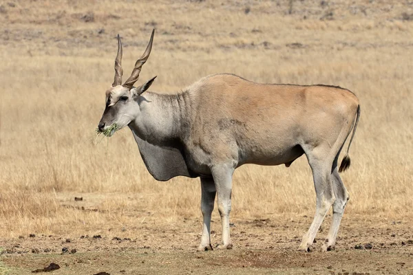 Land, taurotragus oryx — Stockfoto