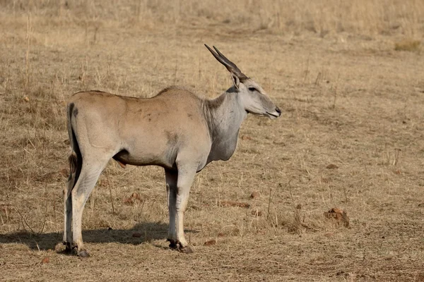 Είδος αντιλόπης, taurotragus oryx — Φωτογραφία Αρχείου