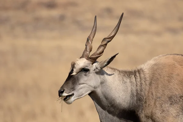 Είδος αντιλόπης, taurotragus oryx — Φωτογραφία Αρχείου