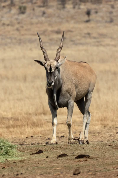 Land, taurotragus oryx — Stockfoto