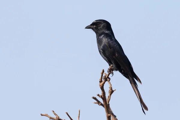 Gaffel-tailed drongo, Dicrurus adsimilis — Stockfoto