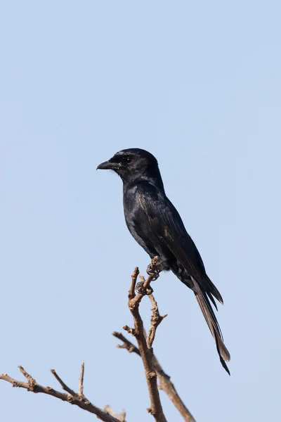 Drongo-de-cauda-forquilha, Dicrurus adsimilis — Fotografia de Stock