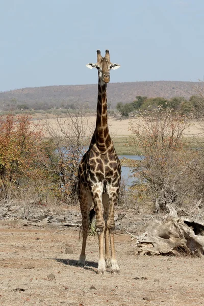 Jirafa, Jirafa camelopardalis — Foto de Stock