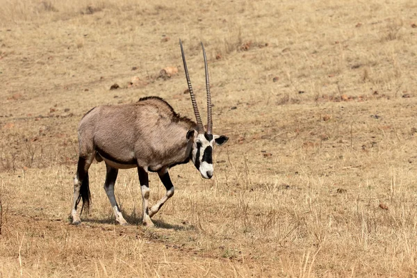 Órix, Oryx gazella — Fotografia de Stock