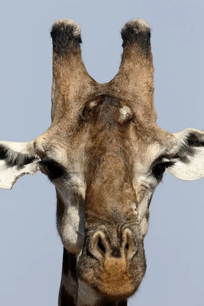 Girafa, Girafa camelopardalis — Fotografia de Stock