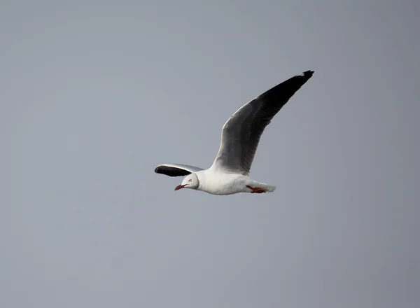 Gaviota cabeza gris, Chroicocephalus cirrocephalus — Foto de Stock