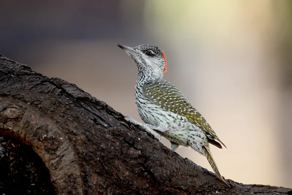 Gouden-tailed specht, Campethera abingoni — Stockfoto