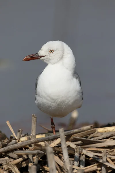 Gaviota cabeza gris, Chroicocephalus cirrocephalus — Foto de Stock