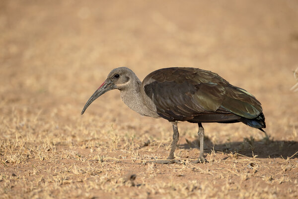 Hadeda ibis, Bostrychia hagedash