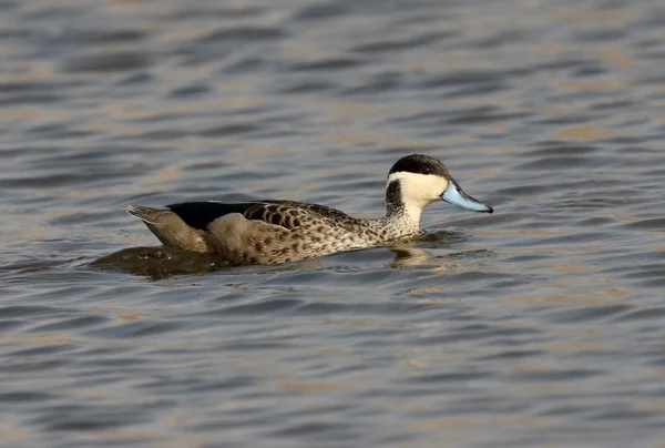 Hottentot teal, Anas hottentota — Stock Photo, Image