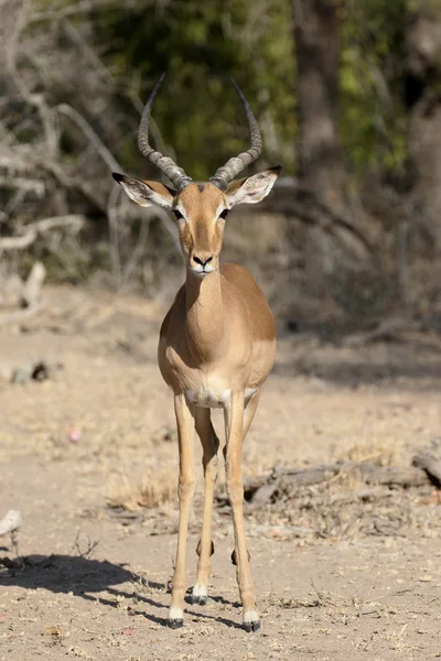 Impala, Aeplyceros melampus — Stock Photo, Image