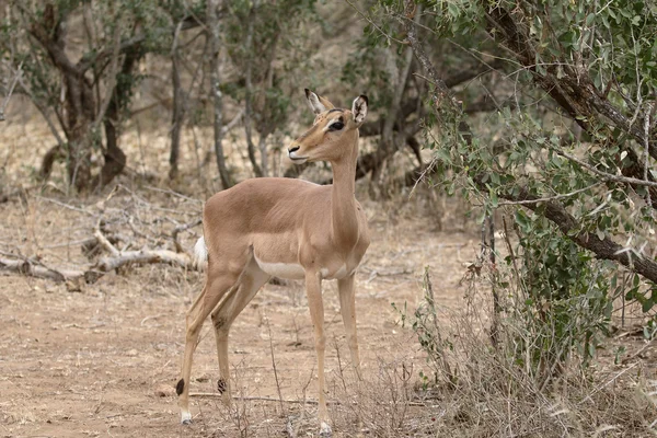 Impala, Aeplyceros melampus – stockfoto