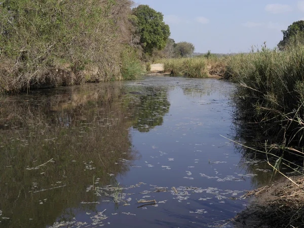 Kruger National Park — Stock Photo, Image