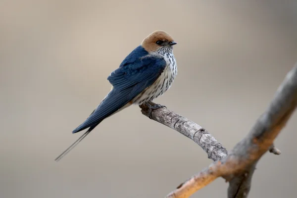 Полосатая ласточка, Cecropis abyssinica — стоковое фото