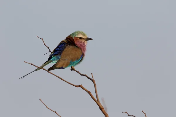 Lilaborst roller, Coracias caudata — Stockfoto