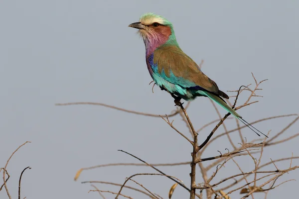 Lilaborst roller, Coracias caudata — Stockfoto