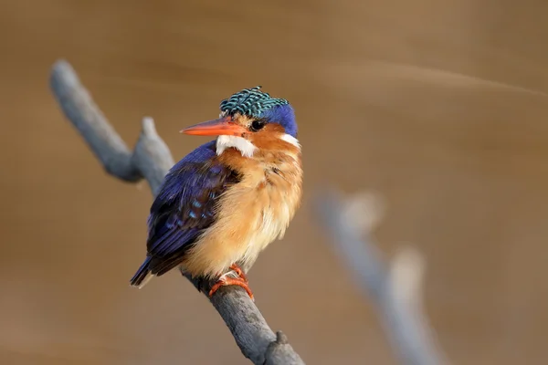 Malachit-Eisvogel, Alcedo cristata — Stockfoto