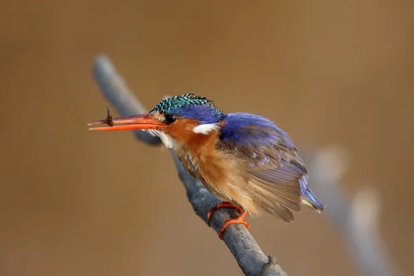Malachiet kingfisher, Alcedo cristata — Stockfoto