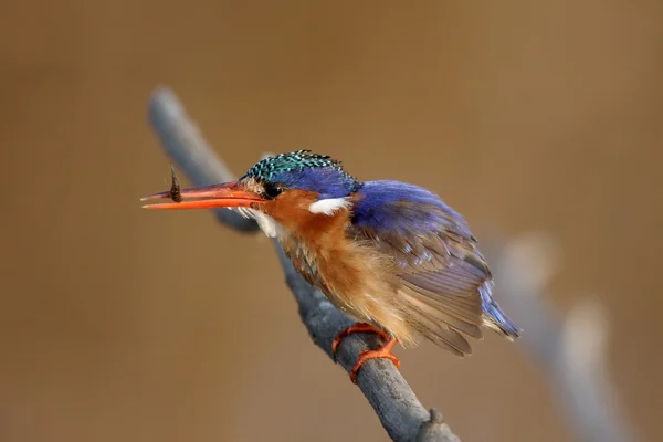 Malachit jégmadár, Alcedo cristata — Stock Fotó