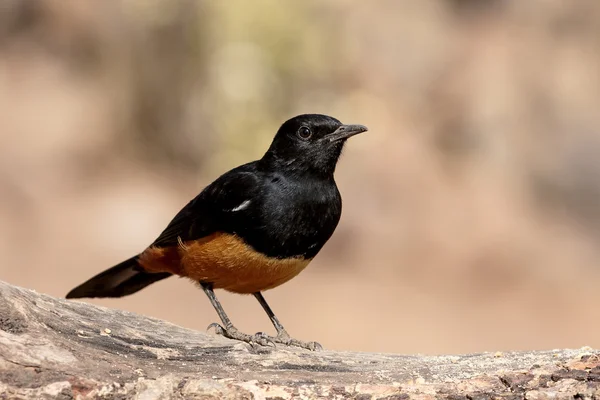 Burlándose de acantilado-chat, Thamnolaea cinnamomeiventris — Foto de Stock