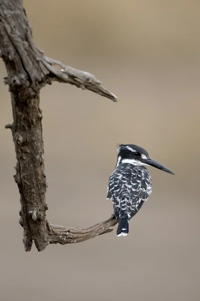 Ceryle rudis パイド カワセミ — ストック写真