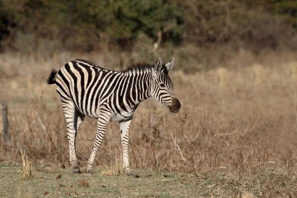 Planícies ou Burchells zebra, Equus quagga — Fotografia de Stock