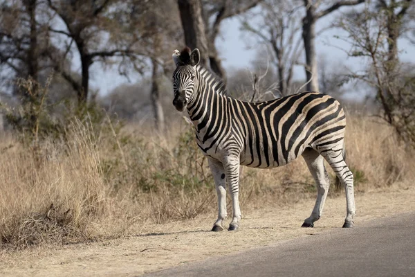 Plains or Burchells zebra, Equus quagga — Stock Photo, Image