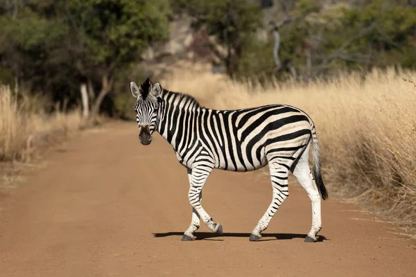 Równiny lub Burchells zebra, Equus quagga — Zdjęcie stockowe