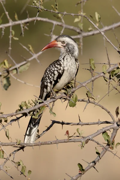 Calabrone becco rosso, Tockus erythrorhynchus — Foto Stock