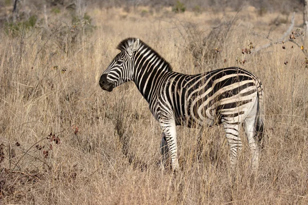 Plains or Burchells zebra, Equus quagga — Stock Photo, Image