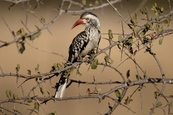 Červená účtoval hornbill tockus erythrorhynchus — Stock fotografie