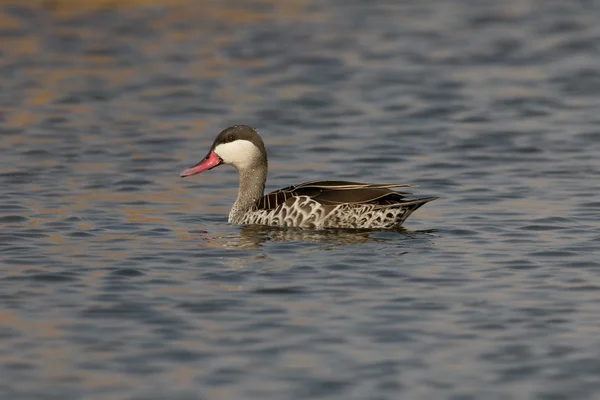 Sarcelle à bec rouge, Anas erythrorhyncha — Photo