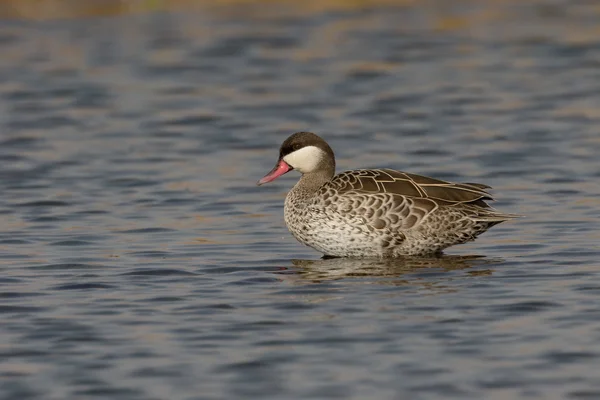 Teal de pico rojo, Anas erythrorhyncha — Foto de Stock