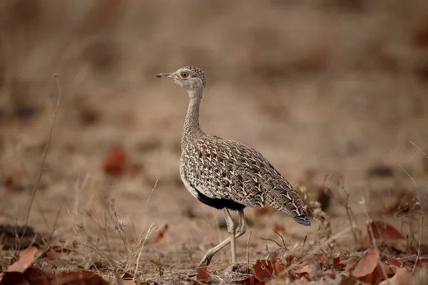 赤とさかのバスタードは、Lophotis ruficrista — ストック写真