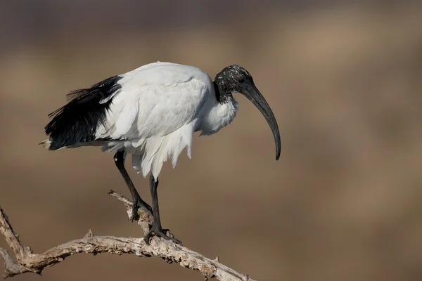 Sacred ibis czczony (threskiornis aethiopicus) — Zdjęcie stockowe