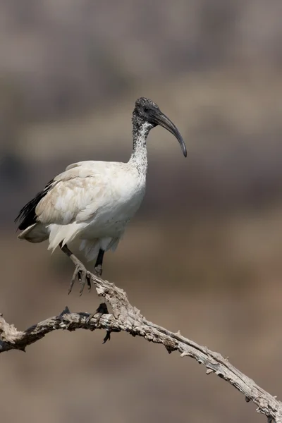 Sacred ibis czczony (threskiornis aethiopicus) — Zdjęcie stockowe