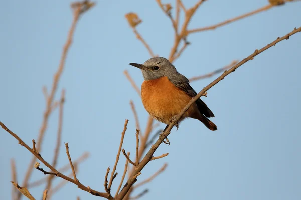 Tordo-de-bico-curto, Monticola brevipes — Fotografia de Stock