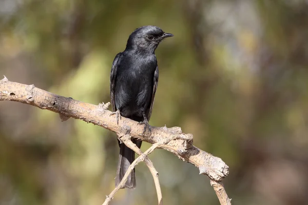 Southern black-flycatcher, Melaenornis pammelaina — Stock Photo, Image