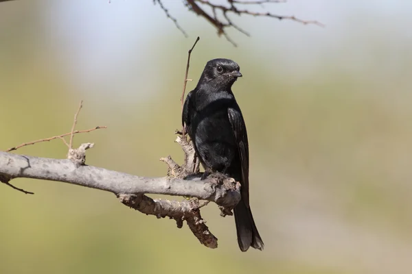 Södra svart-flugsnappare, Melaenornis pammelaina — Stockfoto