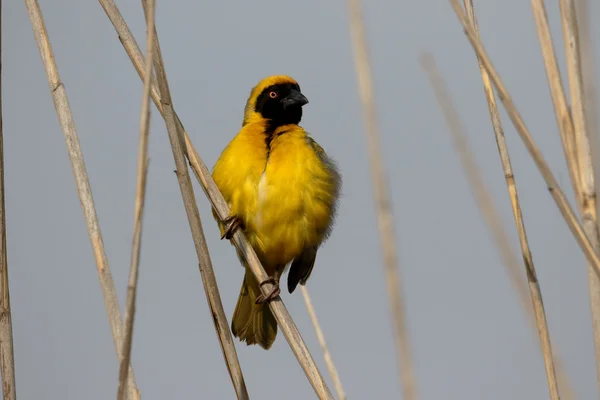 Southern-masked weaver, Ploceus velatus — Stock Photo, Image