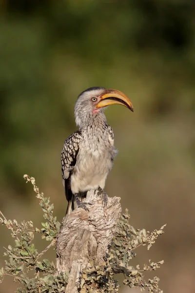 Południowej żółtodzioby hornbill, tockus leucomelas — Zdjęcie stockowe