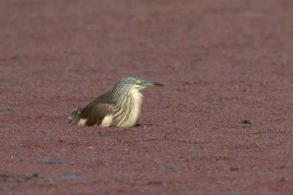 Squacco heron, Ardeola ralloides — Stock Photo, Image