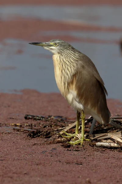 Garza de Squacco, Ardeola ralloides — Foto de Stock