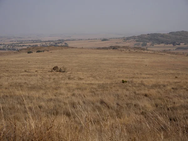 Suikerbosrand Riserva naturale — Foto Stock