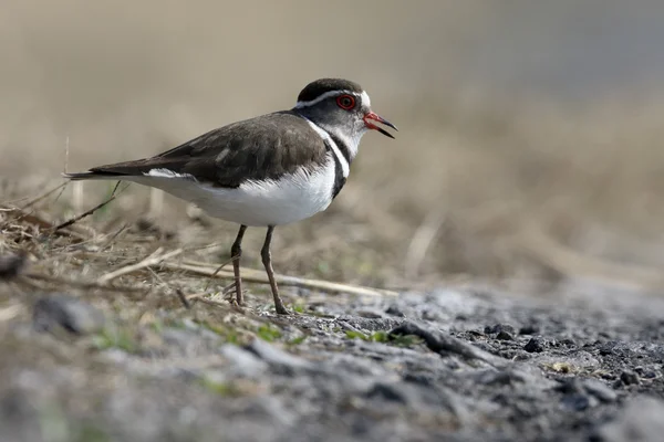 Trebandad strandpipare Charadrius tricollari — Stockfoto