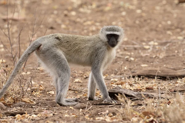 Grüner Affe, Chlorocebus pygerythrus — Stockfoto