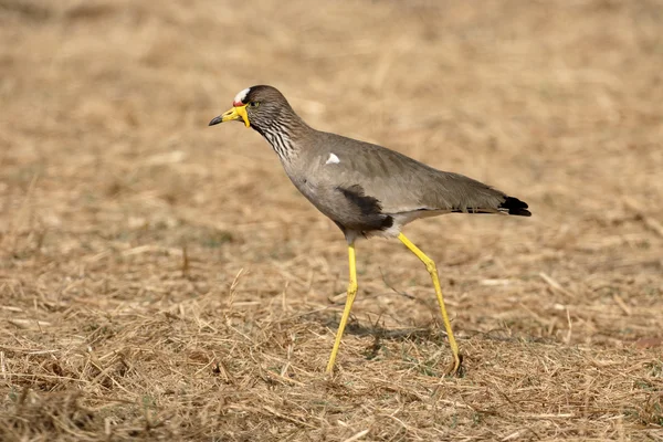 Wattled plover, Vanellus senegallus — Stock Photo, Image