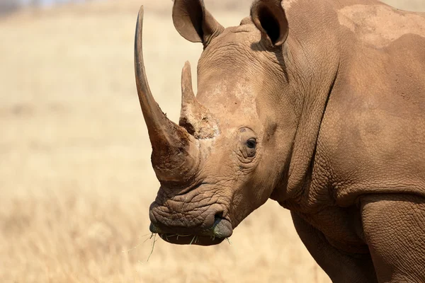 Rinoceronte bianco, Diceros simus — Foto Stock