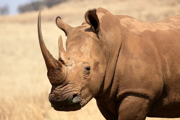 White rhinoceros, Diceros simus — Stock Photo, Image