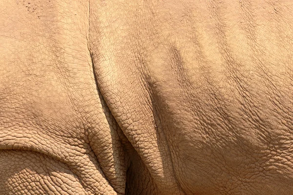 Witte neushoorn, diceros simus — Stockfoto